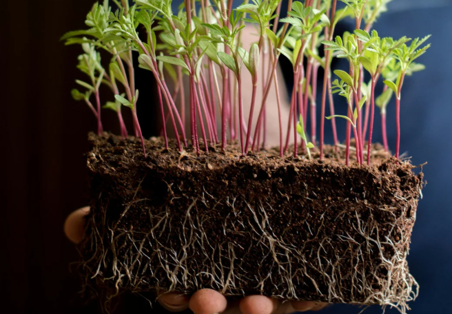 Common Causes of Root Damage