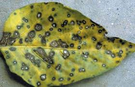 How Environmental Conditions Influence Leaf Spot Diseases