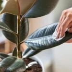 How to Clean Plant Leaves Properly for Better Growth