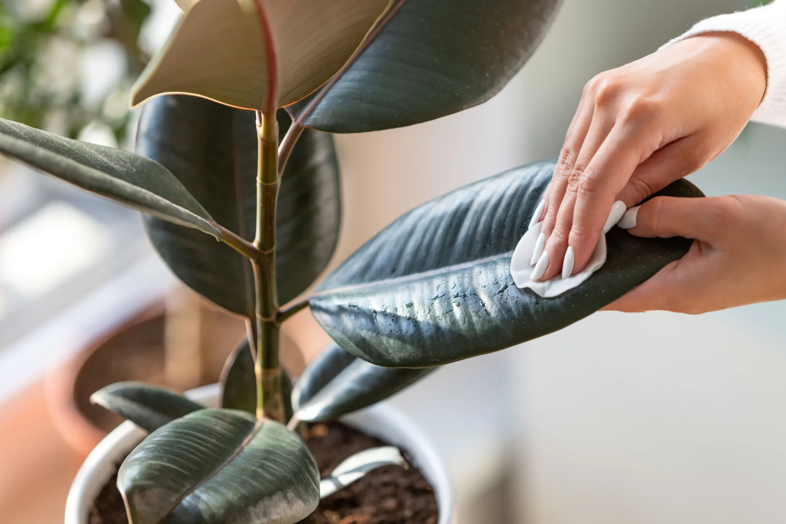 How to Clean Plant Leaves Properly for Better Growth