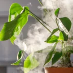 How Humidity Affects Plant Leaves Indoors? Plantsvalley Guide