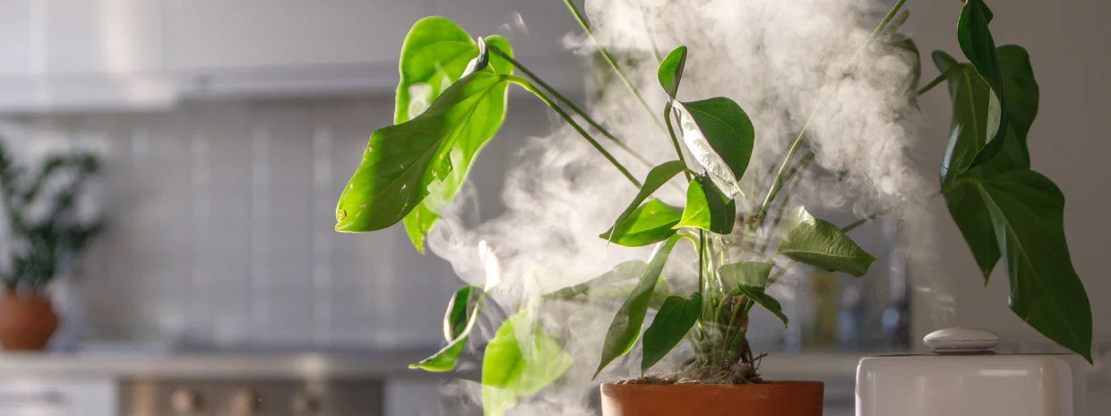How Humidity Affects Plant Leaves Indoors? Plantsvalley Guide