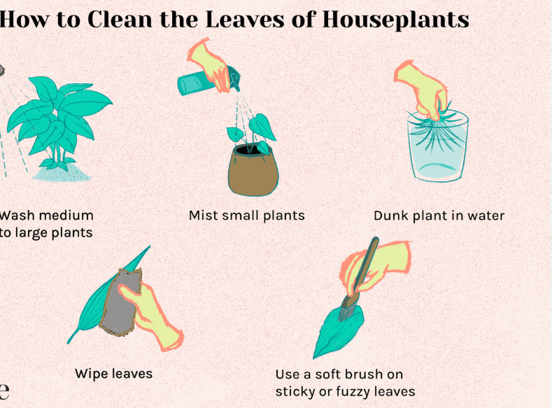Steps to Clean Your Plant Leaves: