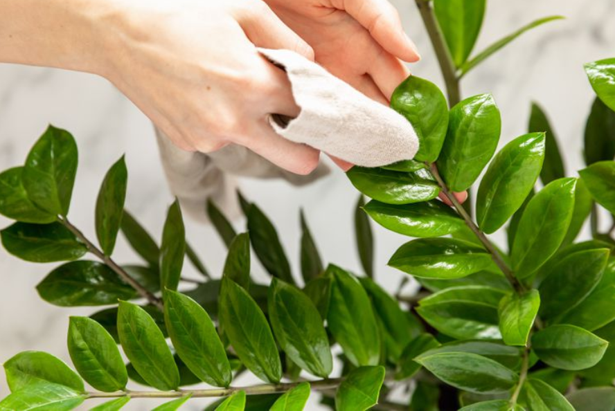 Why Clean Your Plant Leaves?