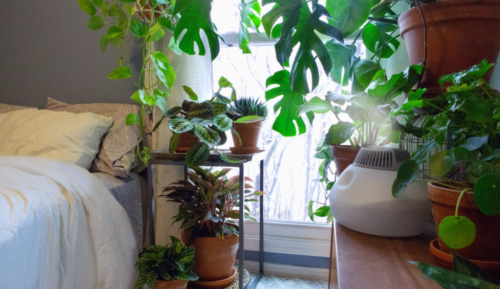 What is Humidity and Why Does It Matter for Plants?