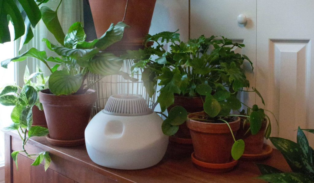 How to Manage Humidity for Indoor Plants