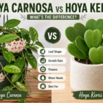 Hoya Carnosa vs Hoya Kerrii: What’s the Difference?