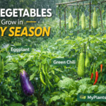 In this guide by MyPlantsValley, you’ll discover the best vegetables to grow in the rainy season and how to care for them successfully.