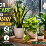 How to Care for Indoor Plants During Heavy Rain