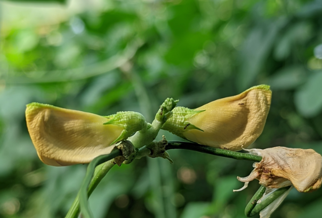 How to Plant Beans Indoors