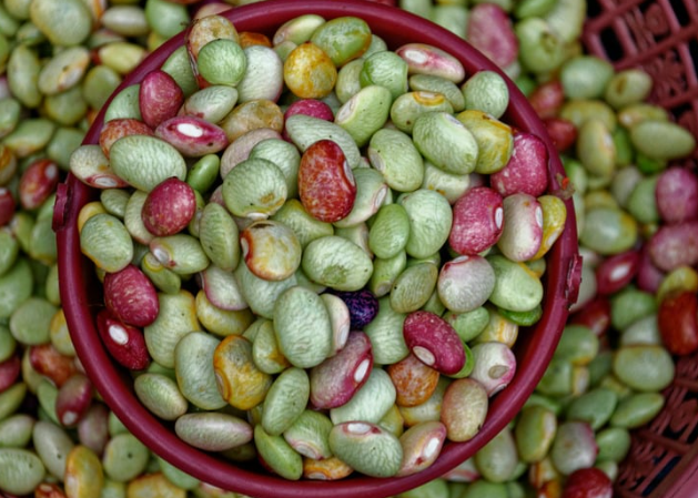 Why Grow Beans Indoors