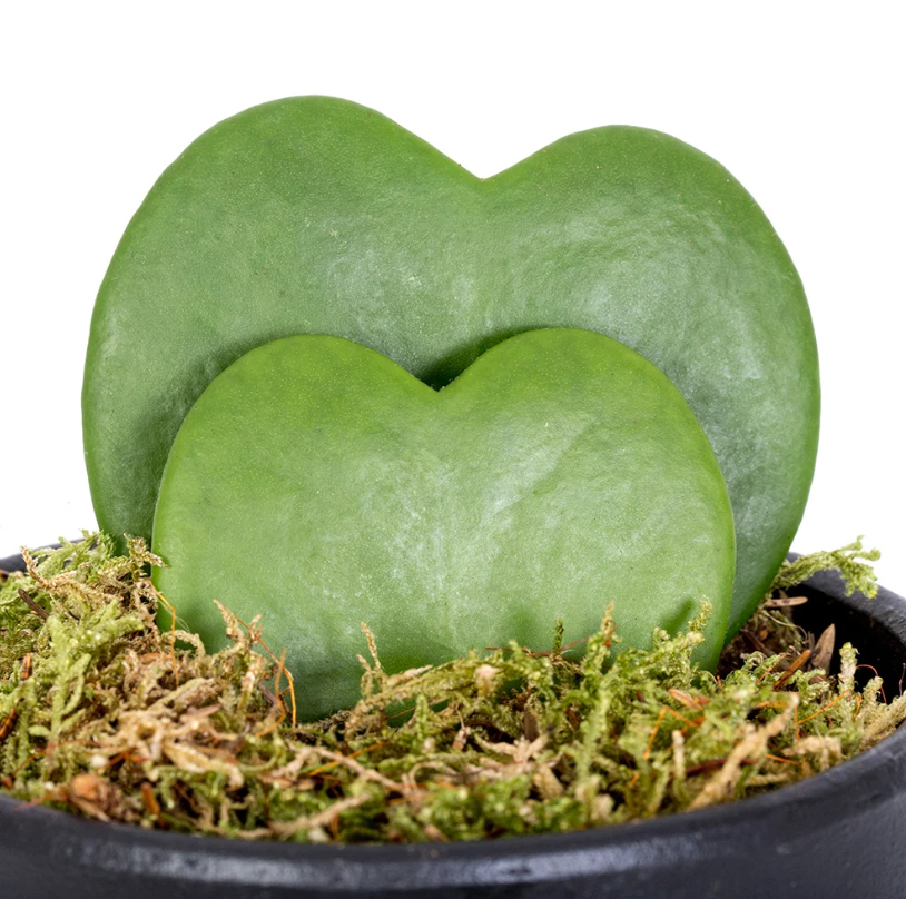 What Is Hoya Kerrii?