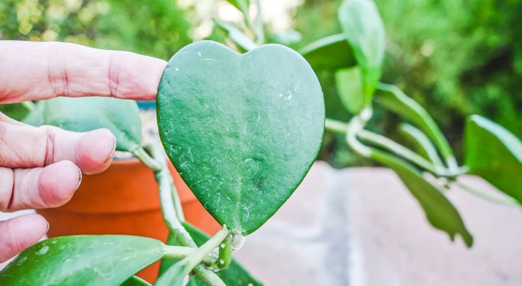 Is Hoya Kerrii Toxic?