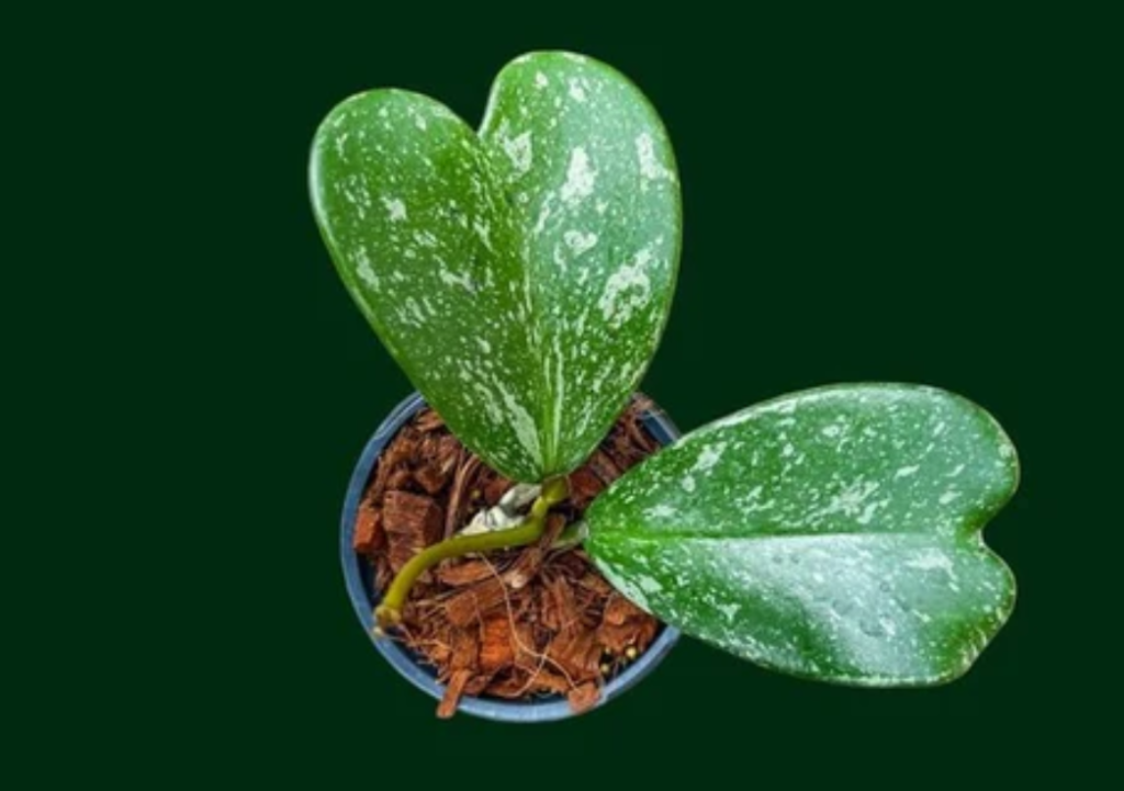 What Is Hoya Kerrii?