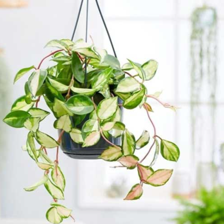 What Is Hoya Carnosa?