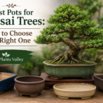 Best Pots for Bonsai Trees: How to Choose the Right One