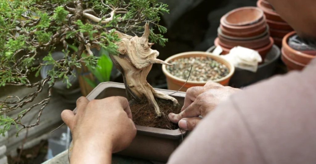 Why Bonsai Pots Matter