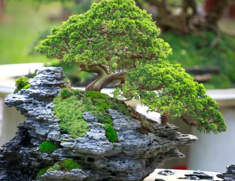 The Correct Way to Water a Bonsai