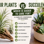 Air Plants vs Succulents: Which Is Easier to Care For? (Complete Care Guide for Beginners)