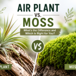 Air Plant vs. Moss: Difference & Which Is Right for You?