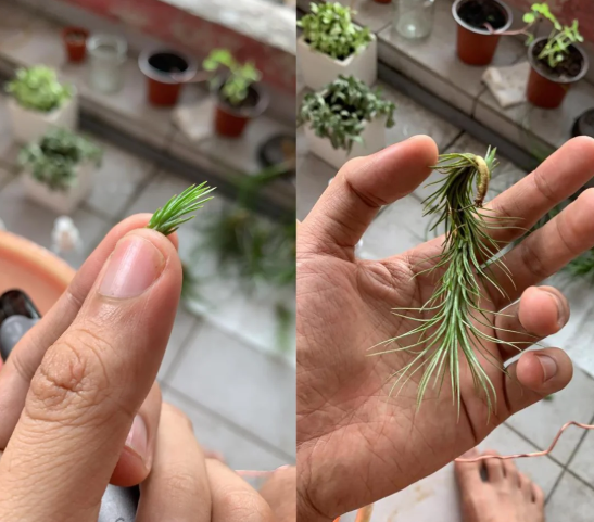 What Are Air Plant Babies (Pups)?